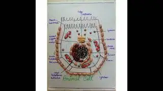 Animal cell using household items | Creative ideas | @ShreyaKulshrestha | Subscribe to my channel.