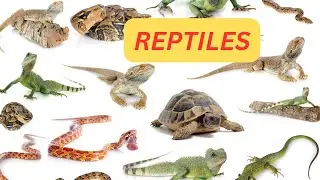 REPTILES||REPTILE NAMES IN ENGLISH|| REPTILES VIDEO FOR KIDS||KIDS VOCABULARY