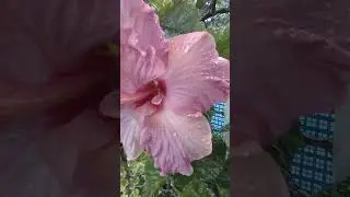 Precious flower😱