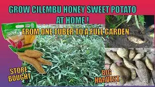 How to Grow Dozens of Indonesian Cilembu Honey Sweet Potato Plants from ONE 'Store Bought' Potato?