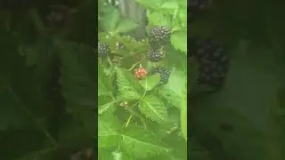 BlackBerries.