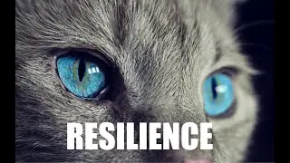 Inspirational poem, Resilience By Robert Longley, (Powerful Life Poetry)