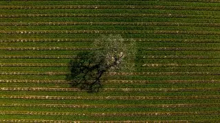 Beckmen Vineyards 2023 Winter Vineyard Updates