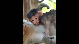 Good time with very lovely moments of baby #animallife #babymonkeys #monkeysr #babymonkey #animals