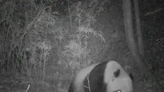 Wild panda spotted in northwest China nature reserve