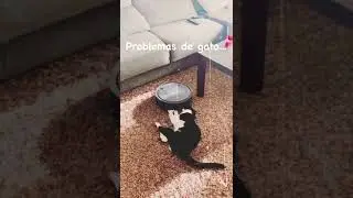 Cat Problems