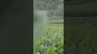 The tea plantation, TEA,sri lanken tea,green tea#plantation ,#farming ,#tea,