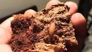 Scorpion feeding,the blue scorpion,heteroctenus junceus,Cuba scorpion.