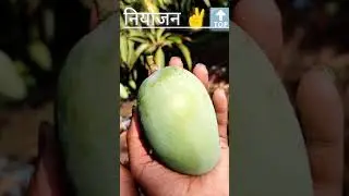 #trending#viral#love#attitude#youtubeshorts#keshar#2025#modernfarming#villagelife#khetibadi#app