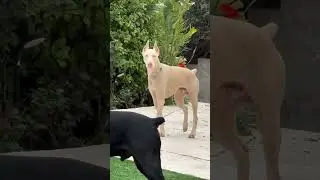 Rare Colour Doberman Dog 😱 #shorts #dog #dogs