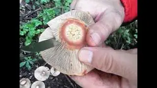 Netejar rovellons a bosc, netejar bolets | Bolets.com