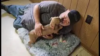 Adoptable Rescue Dog - Neytiri (2) #ophrescue #shorts