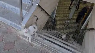 FEEDING a Group of STRAY CATS