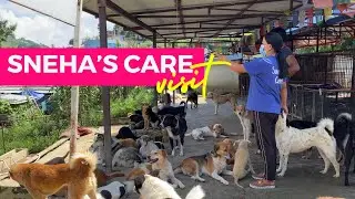 SNEHA&rsquo;S CARE VISIT | STREET DOGS RESCUE NEPAL | ANIMAL SHELTER NEPAL | BHAISIPATI | LALITPUR