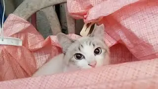 2026年1月31日 朝7:30 amの猫たち