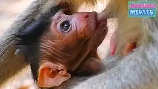Very adorable newborn baby monkey with the best care of mommy