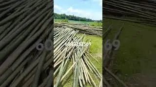 All types of bamboo available here