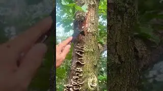 Efficiently Harvesting Medicinal Mushrooms with Traditional Tree Scraping Techniques