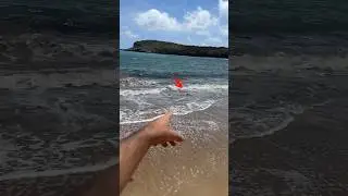 QUEM ACHAR UM TUBAR&Atilde;O PRIMEIRO, VENCE! 🦈