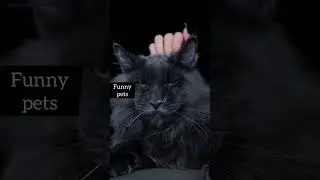 Black cat #beautifulcat #mainecoon
