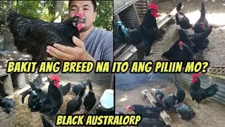 Bakit ang Black Australorp ang napili kung breed na paramihin?