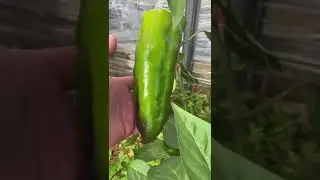 Вот что у нас выросло!