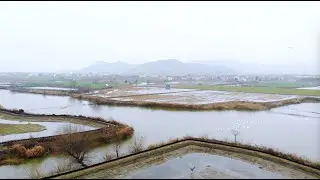 Fishing ban brings new life for fishermen, finless porpoises of Yangtze River