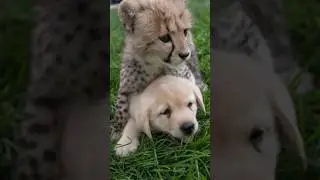 How Dogs Are Helping Cheetahs Thrive in Zoos! 🤯
