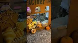￼ subscribe to see more, only on here! ￼#YouTube #YouTuber #Chef #Exclusive #Cat #cats
