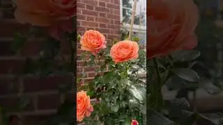 Coral Lions Rose (Kordes) цветок держит 2 недели и больше, здоровье ✅, дождь✅, солнце ✅ флорибунда