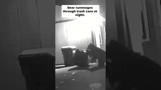 Bear Raids Trash Cans at Night! Caught on Camera! #shorts