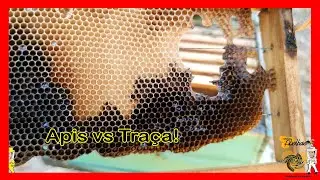 AS APIS ELIMINARAM AS TRAÇAS E RESTRUTURARAM OS FAVOS | CRIANDO ABELHAS!