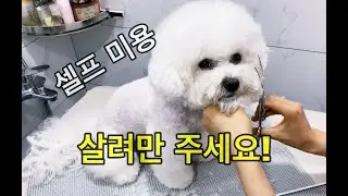 비숑 미뇽 셀프 미용 전 과정 공개(가위컷 포함)-반려견이 스트레스 덜 받는 셀프 미용.