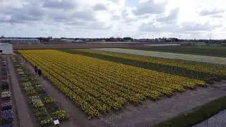 Flower fields of Voorhout with DJI Mini 2