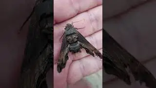 Abbott's sphinx moth (Sphecodina abbottii), Maryland, USA