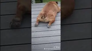 Wiggle Wiggle