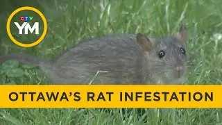 Ottawa Neighbourhoods Overwhelmed by Rats | Your Morning