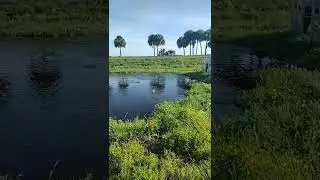 Boiling water with fish at Fellsmere Florida Canal.