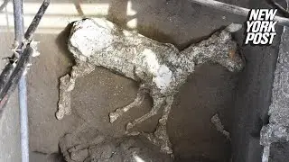 Archaeologists discover an ancient horse frozen in time | New York Post