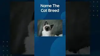 Cat Quiz Shorts 12 Guess The Cat Breed Trivia #shorts  #catquiz  #cattrivia  #catlovers #funquizzes