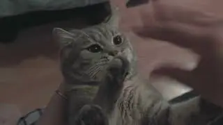 Cat Trying to Bite Hand (cat love bite)