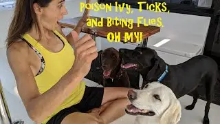 Poison Ivy, Ticks, and Biting Flies! ||  Sailing with Labmaraner Dogs to Wye Island, Maryland.