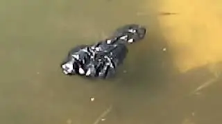 Needlefishes = ikan berkepala jarum