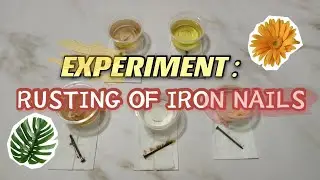 Experiment : Rusting of iron nails💦🌈
