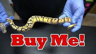 Want to Buy A Snake- Sale List Update!
