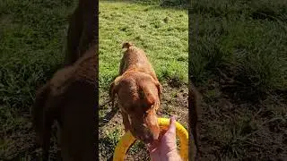 Bailey Dog.  Yellow Hoop at Beckers Hill, Castle Combe,  Wiltshire