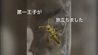 出会いから旅立ちまで。フタモンアシナガバチの第一王子（2026/01/09）