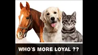 The most loyal pets in the world