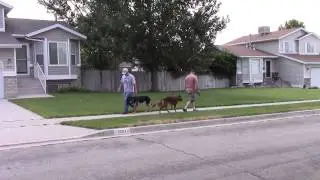 Nikita a German Shepherd after Dog Training