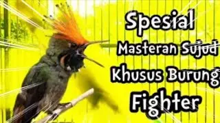 trecetan rapat kombinasi bagus buat murai batu gaya sujud fighter || top kicau mastering